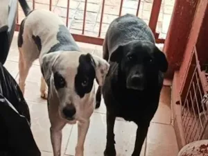 Cachorro raça SRD-ViraLata idade 6 ou mais anos nome Neguinha e Max