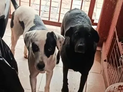Cachorro raça SRD-ViraLata idade 6 ou mais anos nome Neguinha e Max