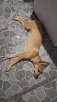 Mel