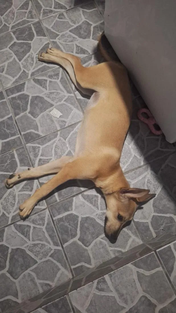 Cachorro raça SRD-ViraLata idade 2 a 6 meses nome Mel