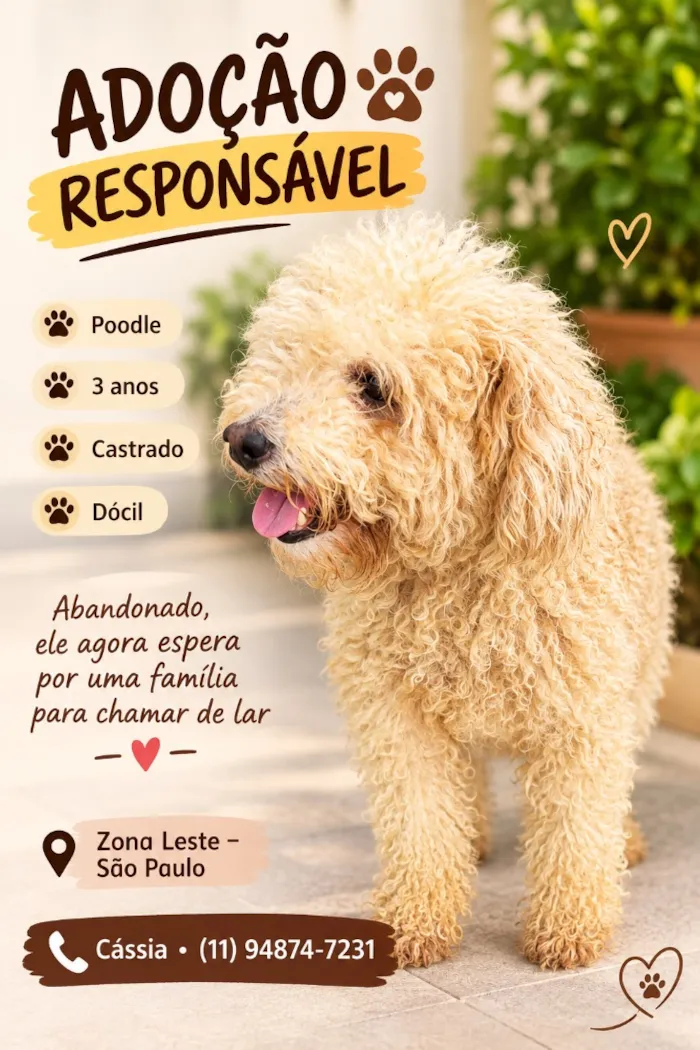 Cachorro raça Poodle idade 3 anos nome Snow