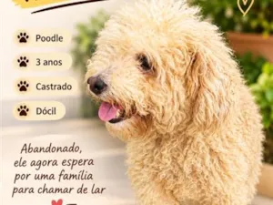 Cachorro raça Poodle idade 3 anos nome Snow