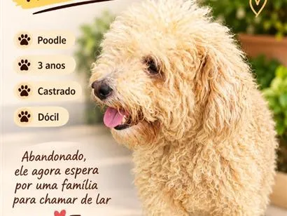 Cachorro raça Poodle idade 3 anos nome Snow