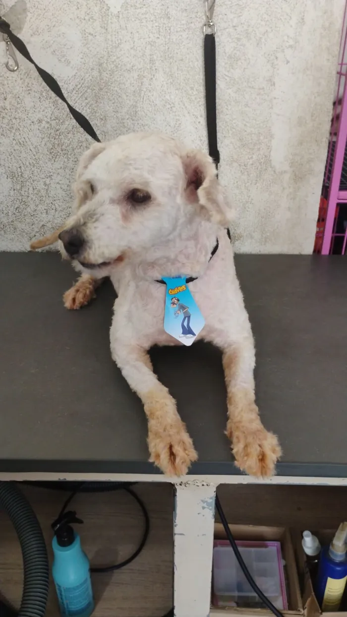 Cachorro raça Poodle idade 3 anos nome Snow