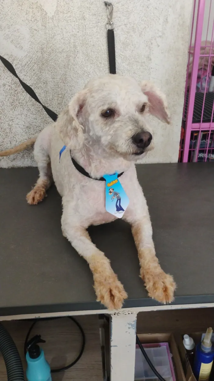 Cachorro raça Poodle idade 3 anos nome Snow
