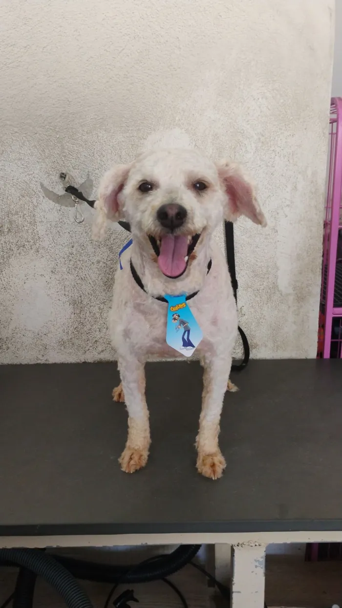 Cachorro raça Poodle idade 3 anos nome Snow