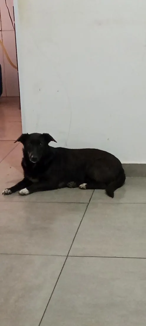 Cachorro raça SRD-ViraLata idade 4 anos nome Mel