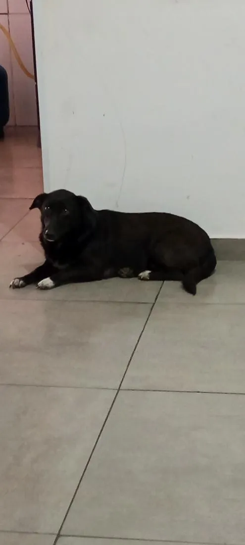 Cachorro raça SRD-ViraLata idade 4 anos nome Mel