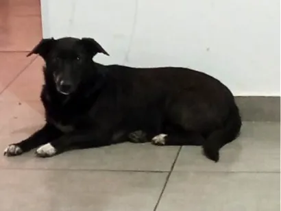Cachorro raça SRD-ViraLata idade 4 anos nome Mel