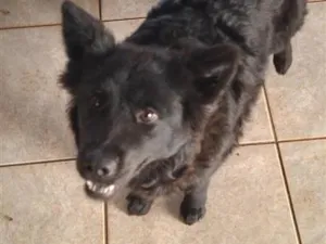 Cachorro raça SRD-ViraLata idade 7 a 11 meses nome Lolla