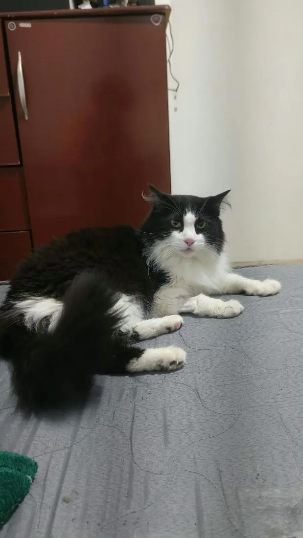 Gato raça SRD-ViraLata idade 3 anos nome ask