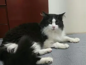 Gato raça SRD-ViraLata idade 3 anos nome ask