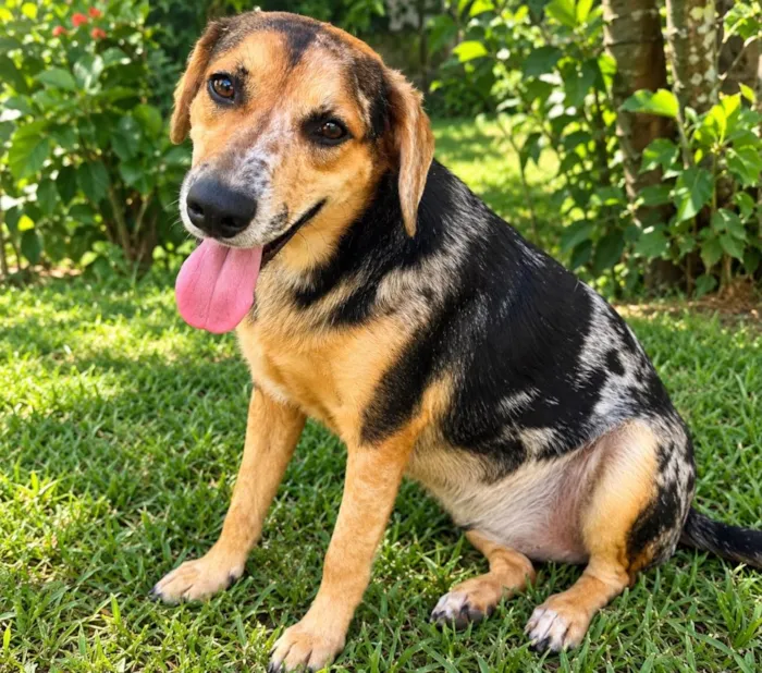 Cachorro raça SRD-ViraLata idade 3 anos nome Kevin