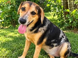 Cachorro raça SRD-ViraLata idade 3 anos nome Kevin