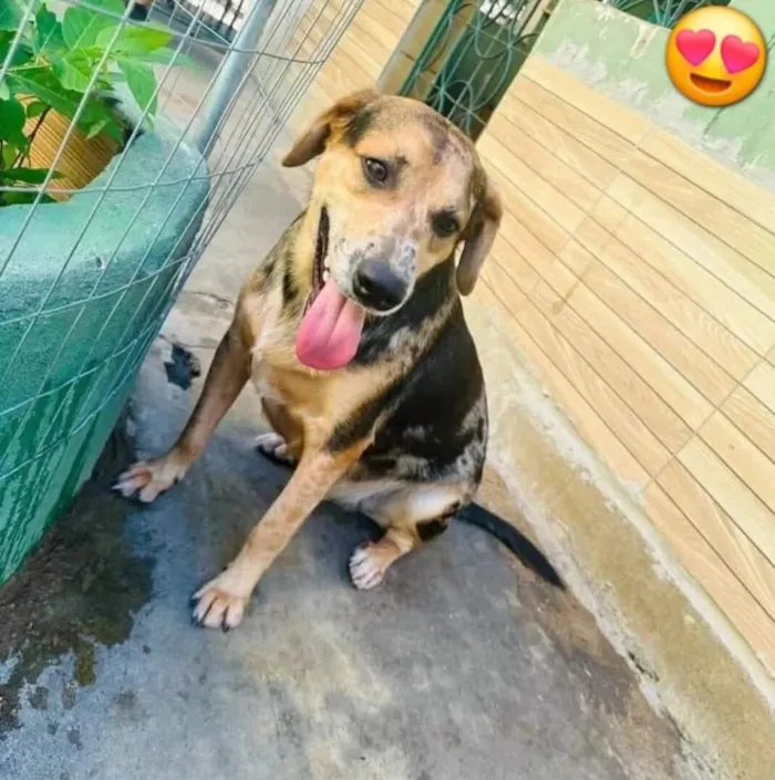 Cachorro raça SRD-ViraLata idade 3 anos nome Kevin