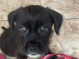 Cachorro raça SRD-ViraLata idade Abaixo de 2 meses nome Luna