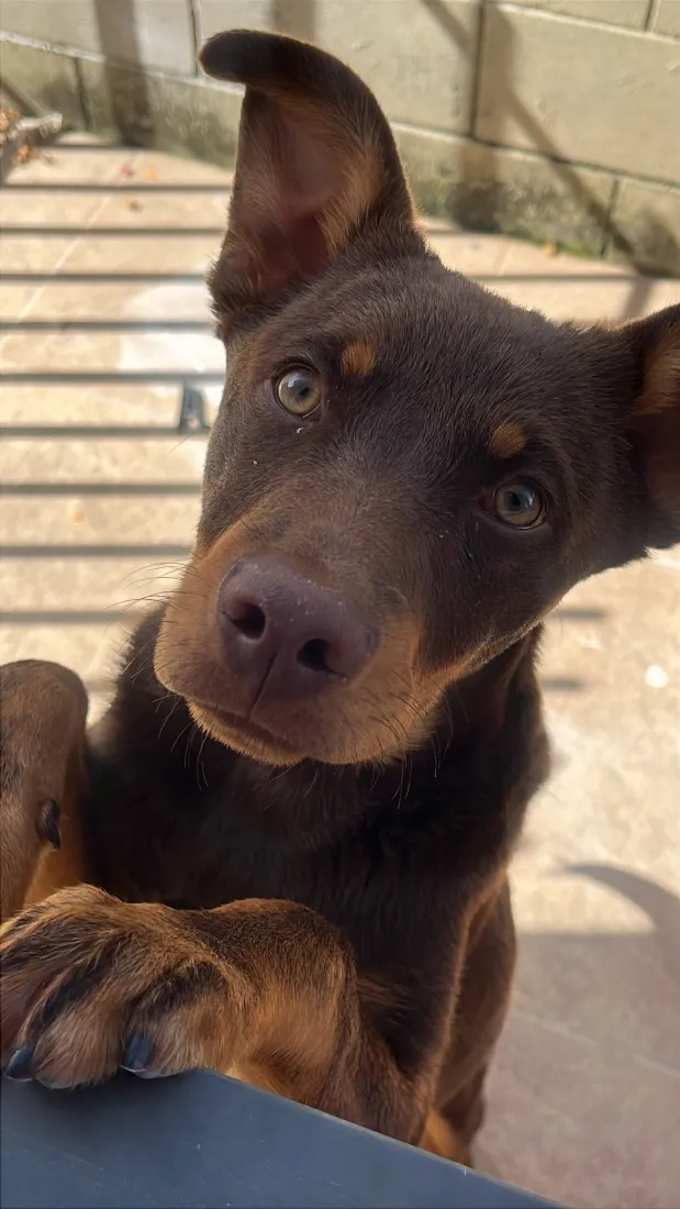 Cachorro raça SRD-ViraLata idade 7 a 11 meses nome Teddy
