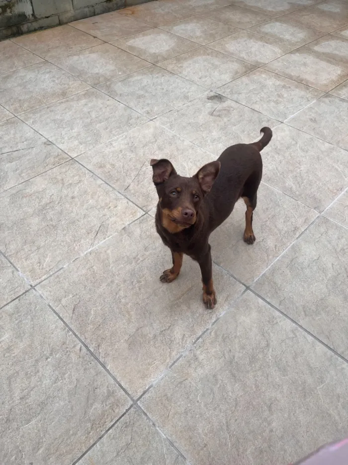 Cachorro raça SRD-ViraLata idade 7 a 11 meses nome Teddy