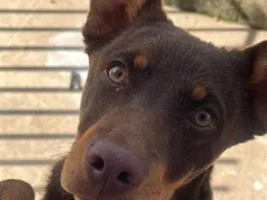 Cachorro raça SRD-ViraLata idade 7 a 11 meses nome Teddy