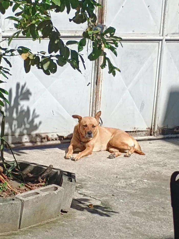 Cachorro raça SRD-ViraLata idade 6 ou mais anos nome jully 