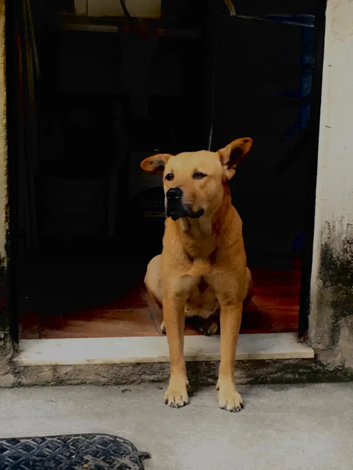Cachorro raça SRD-ViraLata idade 6 ou mais anos nome jully 