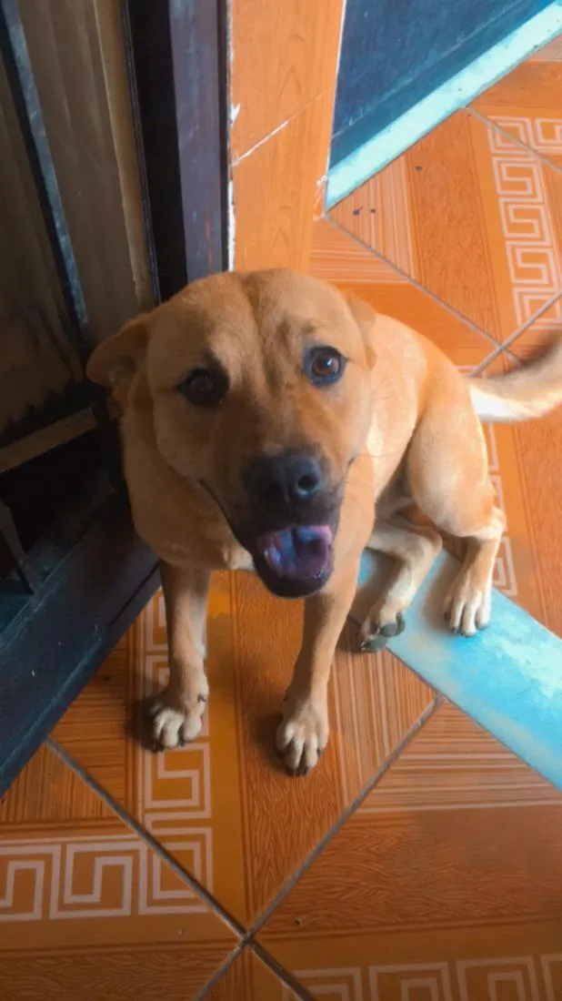 Cachorro raça SRD-ViraLata idade 6 ou mais anos nome jully 