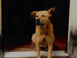 Cachorro raça SRD-ViraLata idade 6 ou mais anos nome jully 