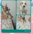 bolinha, princesa e mel