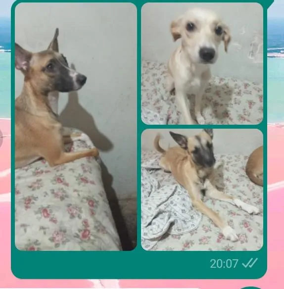 Cachorro raça SRD-ViraLata idade 1 ano nome bolinha, princesa e mel