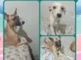 bolinha, princesa e mel