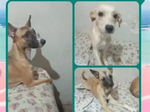 Cachorro raça SRD-ViraLata idade 1 ano nome bolinha, princesa e mel