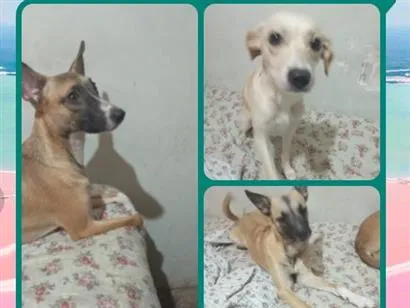 Cachorro raça SRD-ViraLata idade 1 ano nome bolinha, princesa e mel