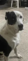 Snoopy