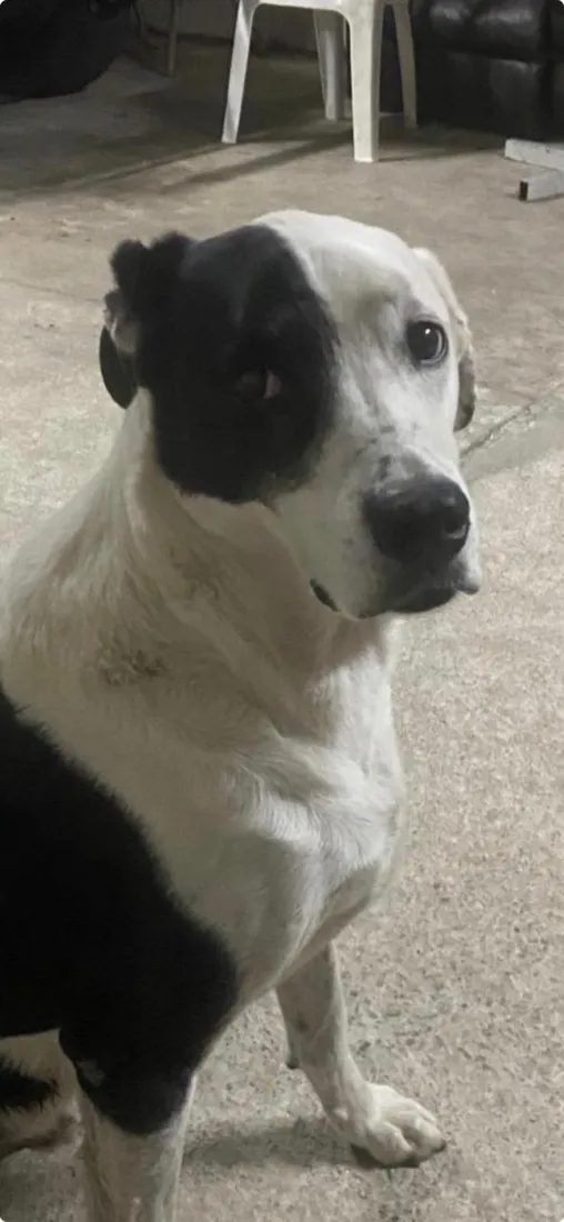 Cachorro raça SRD-ViraLata idade 6 ou mais anos nome Snoopy