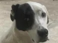 Snoopy