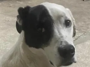Cachorro raça SRD-ViraLata idade 6 ou mais anos nome Snoopy
