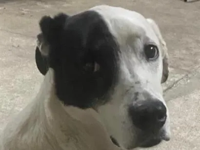 Cachorro raça SRD-ViraLata idade 6 ou mais anos nome Snoopy