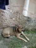 Pituka