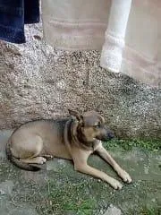 Cachorro raça SRD-ViraLata idade 1 ano nome Pituka
