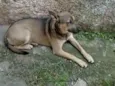 Pituka
