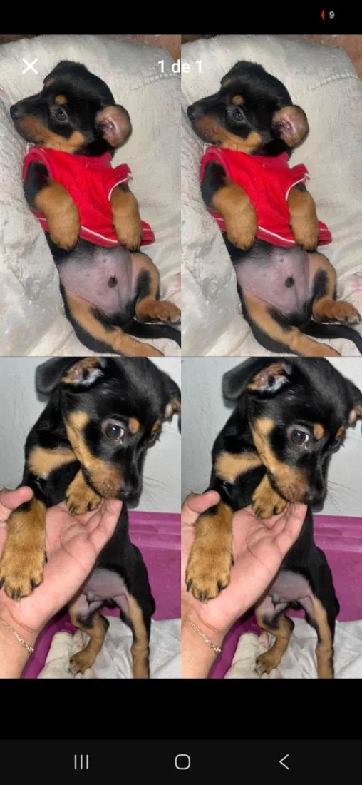 Cachorro raça SRD-ViraLata idade 2 a 6 meses nome Zeus. 