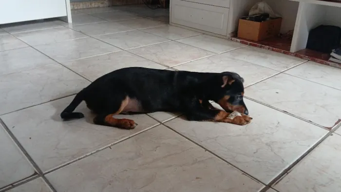 Cachorro raça SRD-ViraLata idade 2 a 6 meses nome Zeus. 