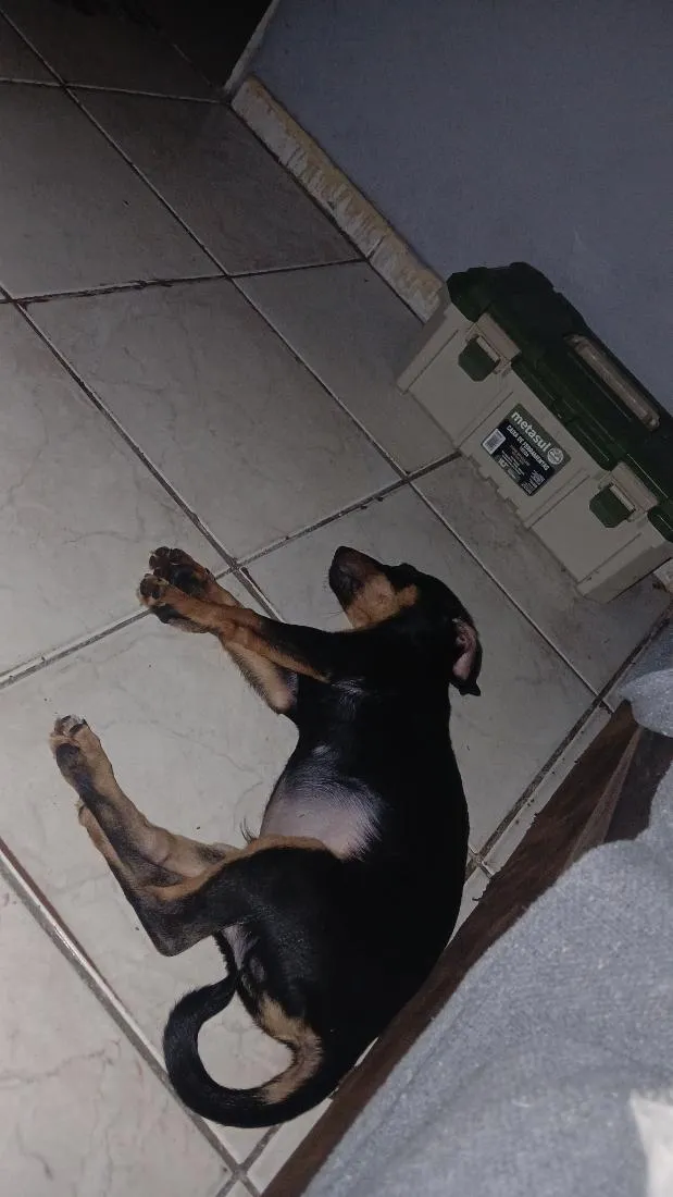 Cachorro raça SRD-ViraLata idade 2 a 6 meses nome Zeus. 