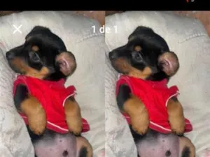 Cachorro raça SRD-ViraLata idade 2 a 6 meses nome Zeus. 
