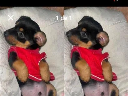Cachorro raça SRD-ViraLata idade 2 a 6 meses nome Zeus. 