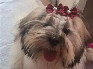Cachorro raça Lhasa Apso idade 2 a 6 meses nome Luna