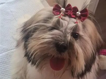 Cachorro raça Lhasa Apso idade 2 a 6 meses nome Luna