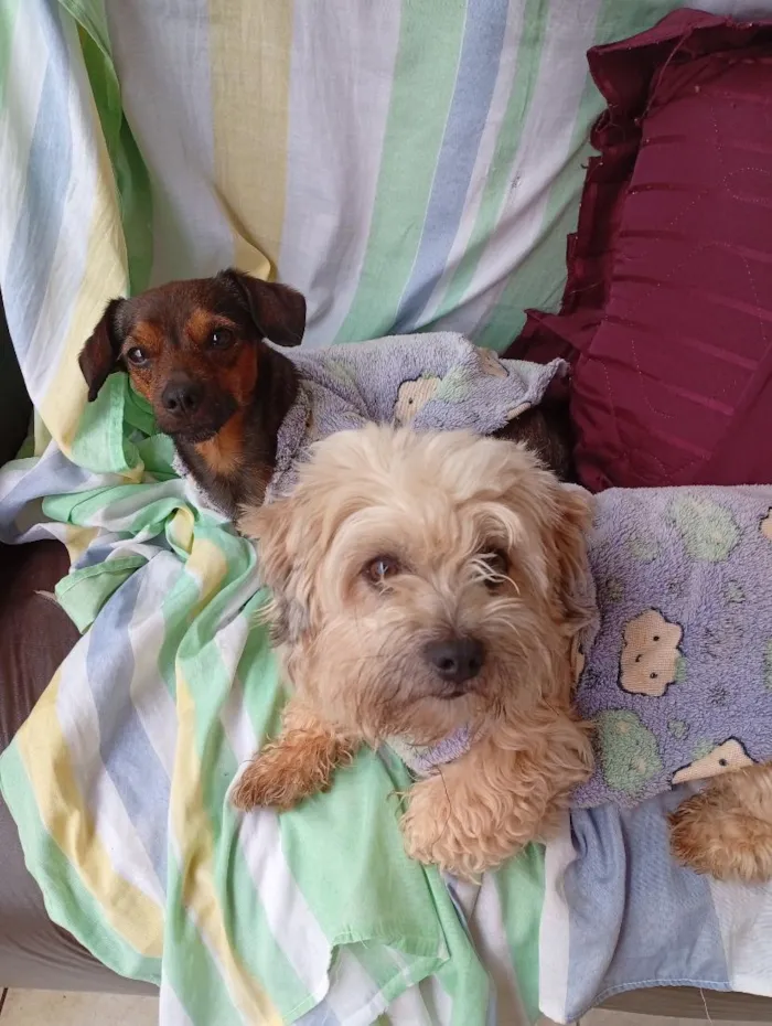 Cachorro raça SRD-ViraLata idade 3 anos nome bidu