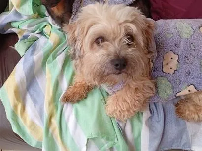 Cachorro raça SRD-ViraLata idade 3 anos nome bidu