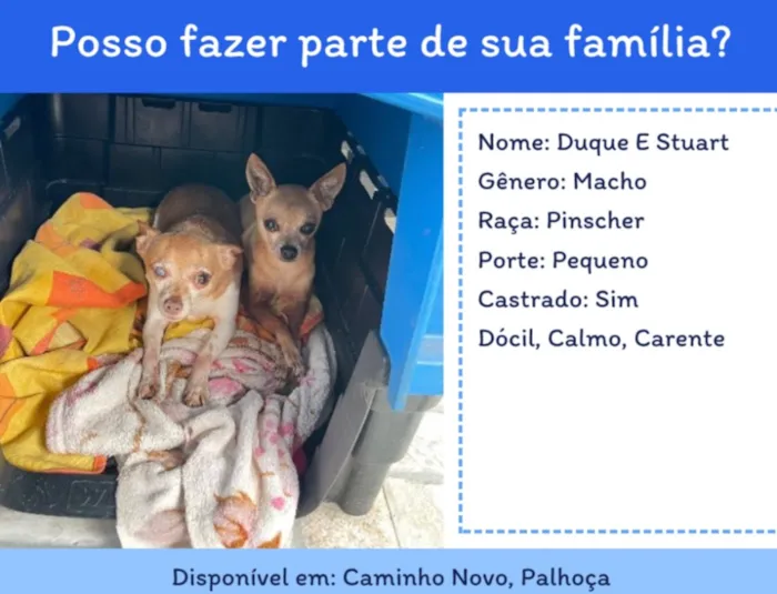 Cachorro raça Pinscher idade 5 anos nome Duque e stuart 